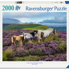 Collection image for: 2000 Pièces