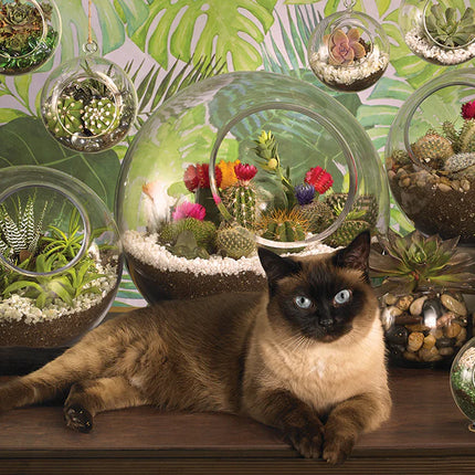 C-T Cobble Chat de terrarium | 1000 pièces