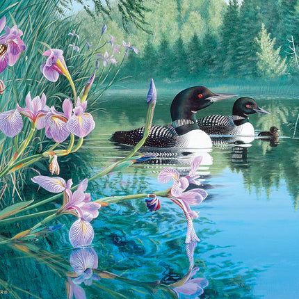 C-T Cobble Plongeons de l'anse Iris | 500 pièces