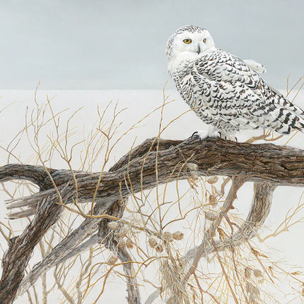 CT Cobble Fallen Willow - Snowy Owl | 500 pieces 