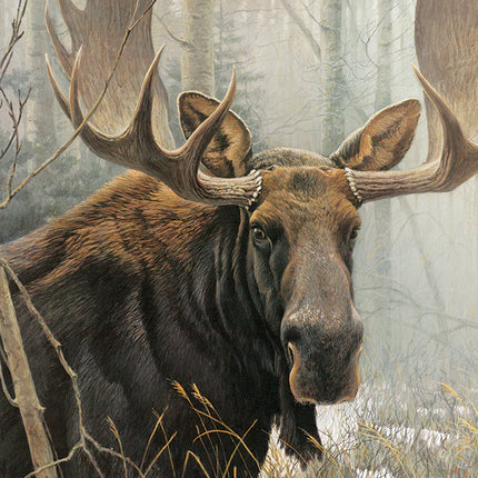 CT Cobble Moose Male | 500 pieces 