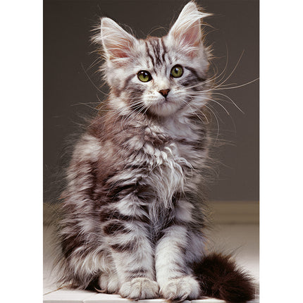 1000 mcx, Le chaton Maine Coon