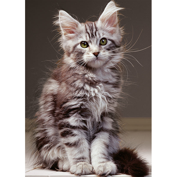 1000 mcx, Le chaton Maine Coon