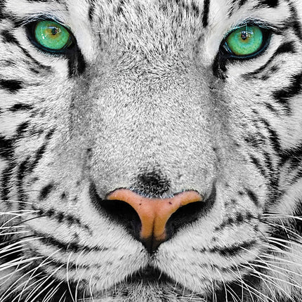 C-T Enjoy White Siberian Tiger | 1000 Piece