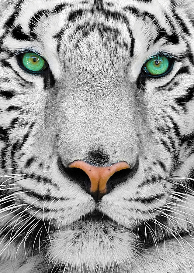 C-T Enjoy White Siberian Tiger | 1000 Piece
