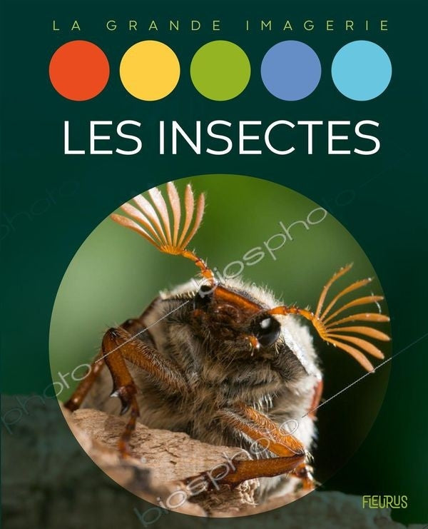 Insects