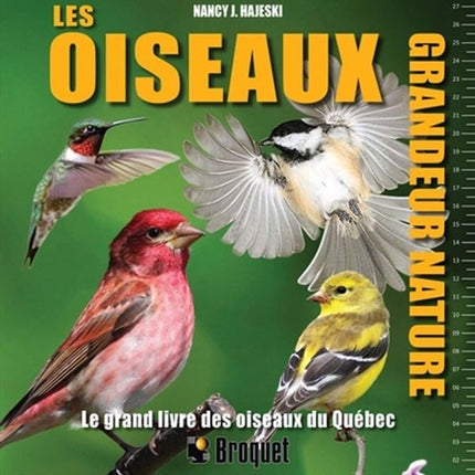 Life-size birds - the big book of Quebec birds