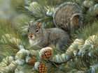 Ct 275 cob gray squirrel