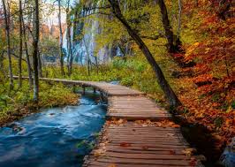 C-T 1000 Ravensburger Autumnal wood trail